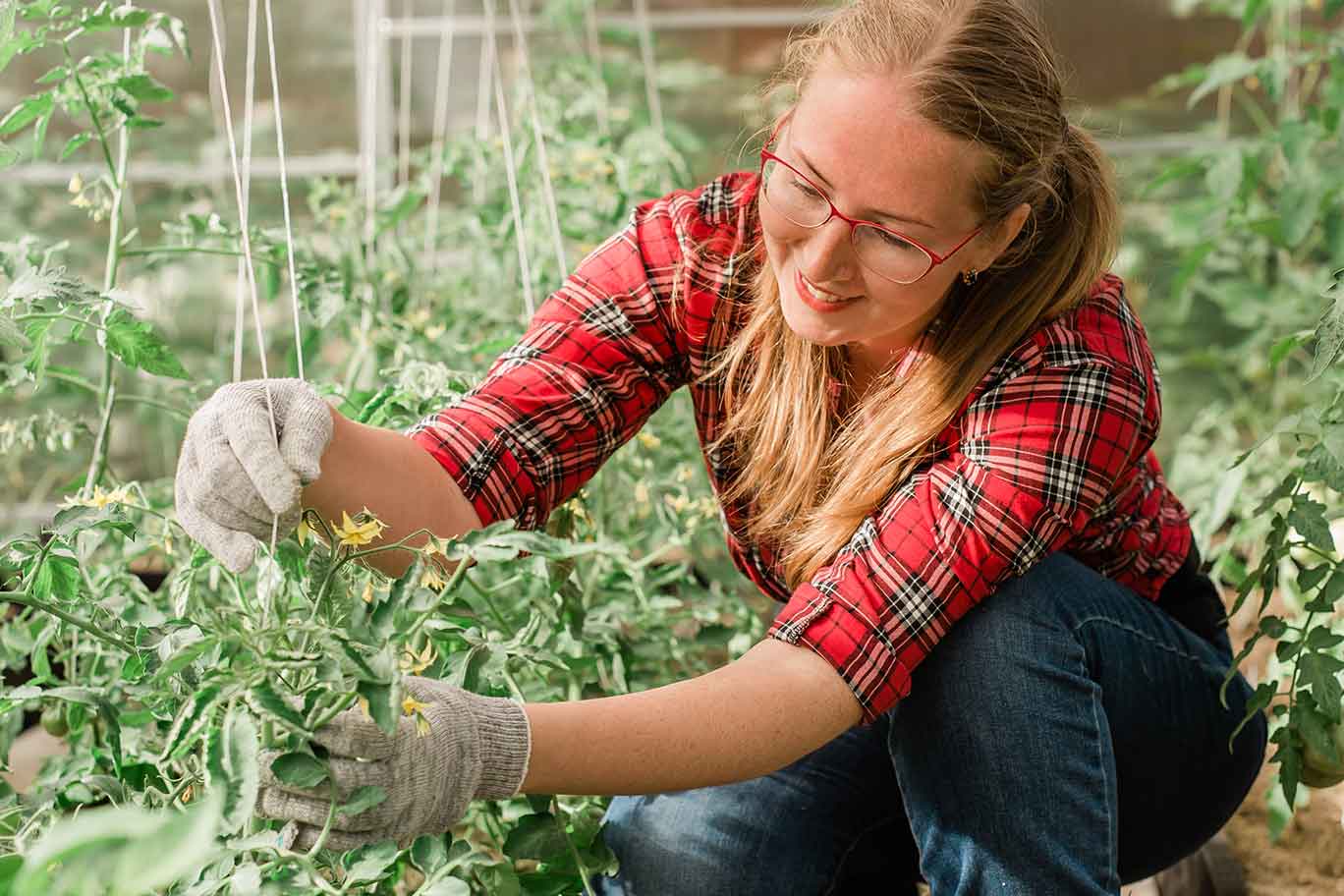 50138932_happy-gardener-woman-in-gloves-and-care-tomatoes-in-greenhouse-gardening-and-floriculture-garden-care
